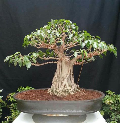 Fig bonsai. Things To Know About Fig bonsai. 